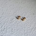 Tear Drop Studs - Image 8