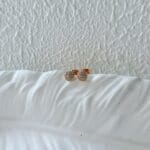 Kina Stud Earrings - Image 2