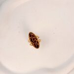 Leopard Print Ring - Image 5